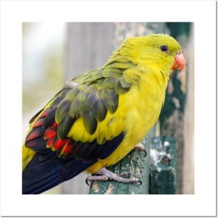 Regent Parrot Posters and Art